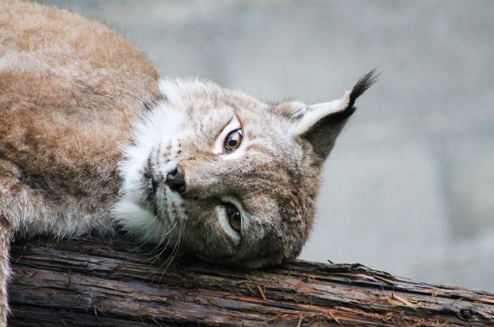 Excursion en famille au Sikypark. Grands félins, animaux domestiques & sauvages, les nouvelles installations pour les fauves, l'île aux singes ainsi que la plus grande volière de perroquets de Suisse dans laquelle on peut marcher librement.