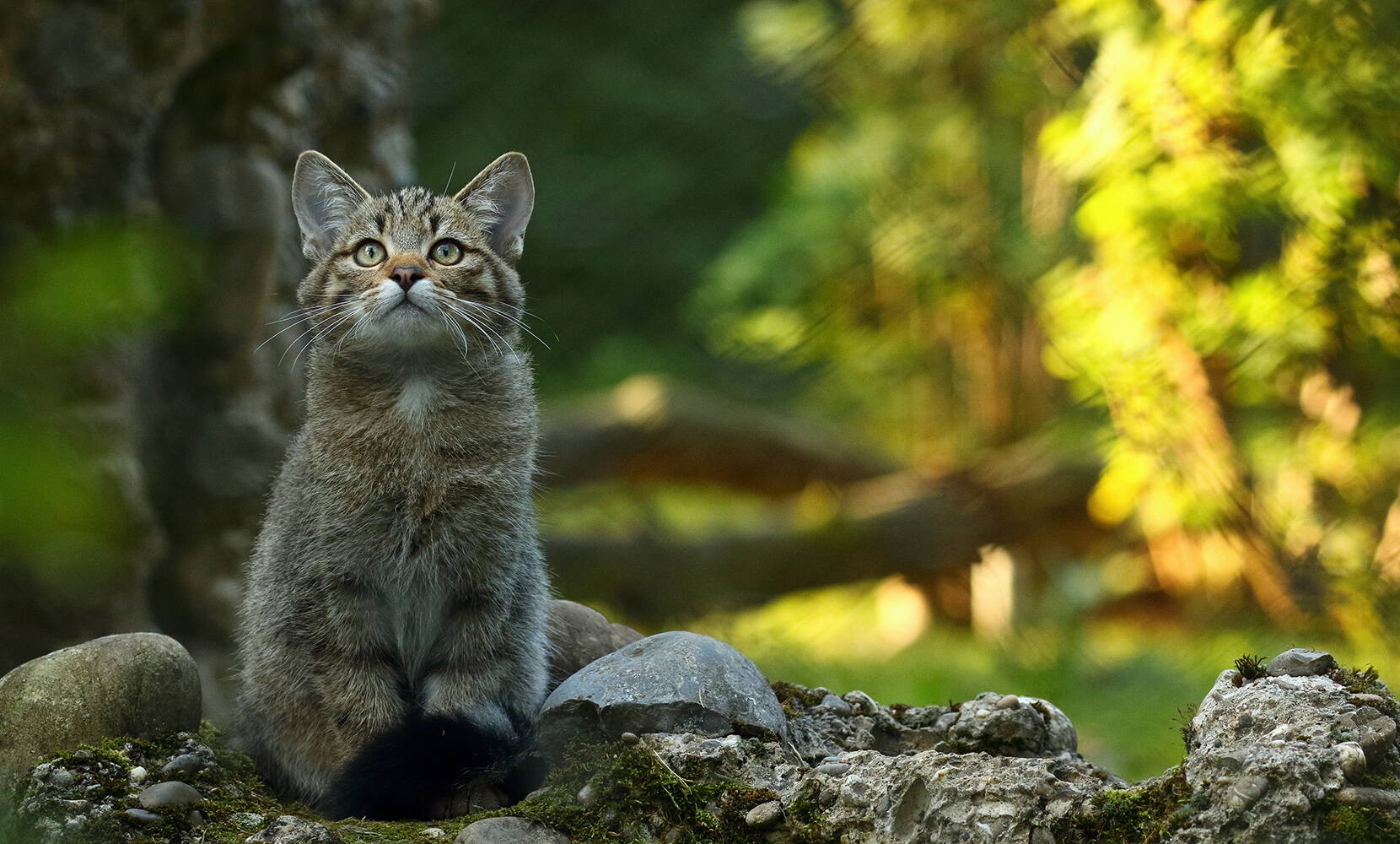 Familienausflug Tierpark Lange Erlen. Ausflugsziele Basel - Neben Rothirsch und Dammhirsch leben Luchse, Wildkatzen und Wildschweine in naturnah gestalteten Anlagen.