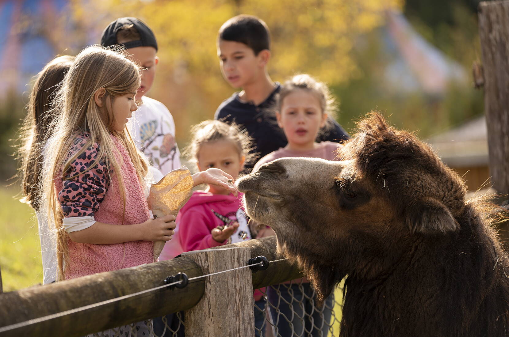 Auf dem Bild ist eine Gruppe Kinder zu sehen, die im Walter Zoo ein Trampeltier füttern.