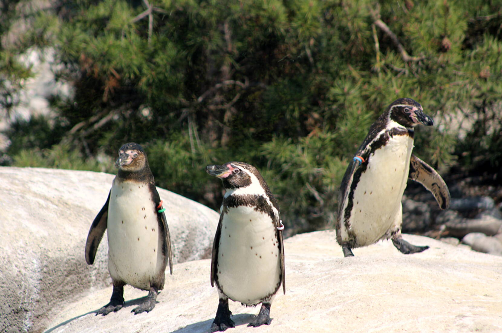 Familienausflug Knie Kinderzoo. Knies Kinderzoo in Rapperswil am oberen Zürichsee lässt euch die Tierwelt hautnah erleben und die Natur auf spielerische Weise entdecken. Dieser aussergewöhnliche Ort strahlt eine magische Faszination auf Gross und Klein sowie Alt und Jung aus.