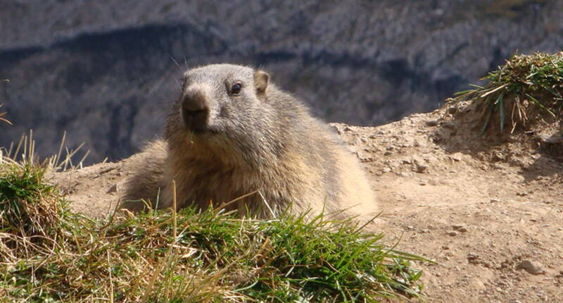 Una marmotta fa capolino da un ciuffo d’erba sul sentiero delle marmotte al Betelberg