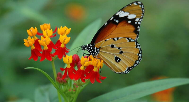 Escursione per famiglie Papiliorama. Vagate attraverso il Jungle Trek, una vera giungla con numerosi uccelli colorati, pecari ed esplorate il mondo tropicale sul ponte attraverso le alte cime degli alberi. 