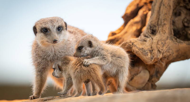 Auf dem Bild sind drei Erdmännchen, ein erwachsenes Tier und zwei Jungtiere zu sehen, die im Walter Zoo leben.