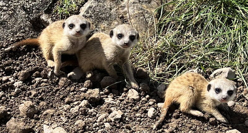 Drei junge Erdmännchen erkunden ihr Gehege in der Erlebniswelt Seeteufel.