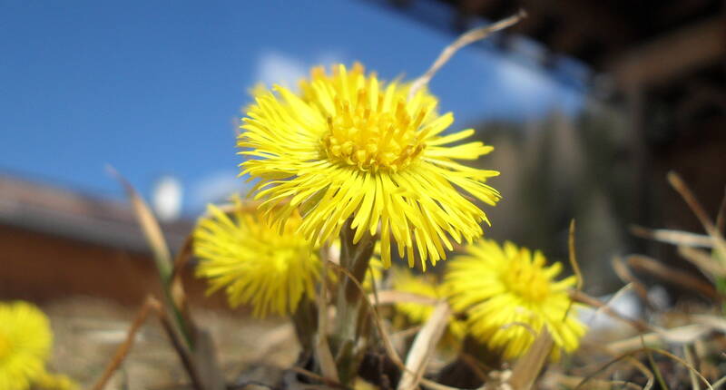 Tussilage (pas-d’âne) avec des fleurs jaune vif – plante printanière et herbe médicinale traditionnelle contre la toux et la bronchite.
