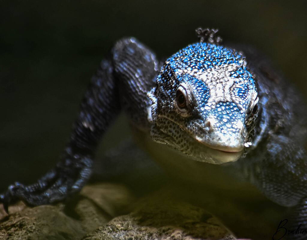 A pochi passi da Losanna, si trova il Tropiquarium di Servion. Scoprite la fauna tropicale e le specie in via di estinzione come i coccodrilli siamesi, i draghi di Komodo, le iguane rinoceronte, i pinguini dagli occhiali e le tartarughe giganti delle Galápagos. Lasciatevi affascinare dalla vegetazione lussureggiante e dalla fauna esotica e immergetevi nell'affascinante giungla e nel mondo sottomarino di Servion.