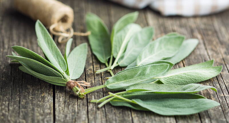 Feuilles de sauge fraîches – herbe médicinale méditerranéenne pour le thé, la cuisine et les applications naturelles contre les maux de gorge