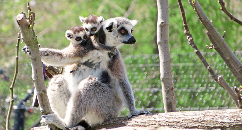 Familienausflug Knie Kinderzoo. Knies Kinderzoo in Rapperswil am oberen Zürichsee lässt euch die Tierwelt hautnah erleben und die Natur auf spielerische Weise entdecken. Dieser aussergewöhnliche Ort strahlt eine magische Faszination auf Gross und Klein sowie Alt und Jung aus.