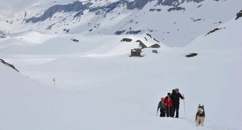 Ausgerüstet mit einem speziellen Anseilgurt unternimmst du eine erlebnisreiche Schneeschuhwanderung mit den zutraulichen Energiebündeln. 