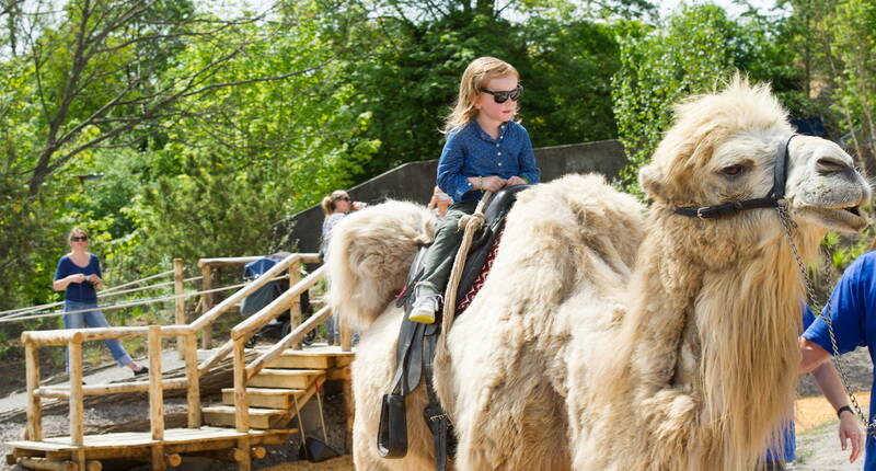 Excursion en famille au zoo de Zurich. Le zoo abrite plus de 400 espèces animales dans des installations aménagées de manière naturelle. Avec la forêt tropicale Masoala – véritable forêt tropicale humide avec des varis rouges, des caméléons et de nombreux oiseaux – et le parc des éléphants de Kaeng Krachan avec sa vue sur les éléphants flottants, le zoo de Zurich a créé deux jalons au rayonnement international.