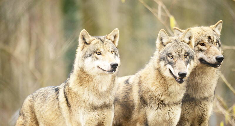 Familienausflug Tierpark Bern - Dählhölzli. Flugvoliere mit Uhus, Papageitaucher, jagende und grabende Bären im Bären Wald aufspüren, mit den Wölfen heulen oder den vorwitzigen Eisfüchsen, Affen und Seehunden mitten in Bern zusehen.