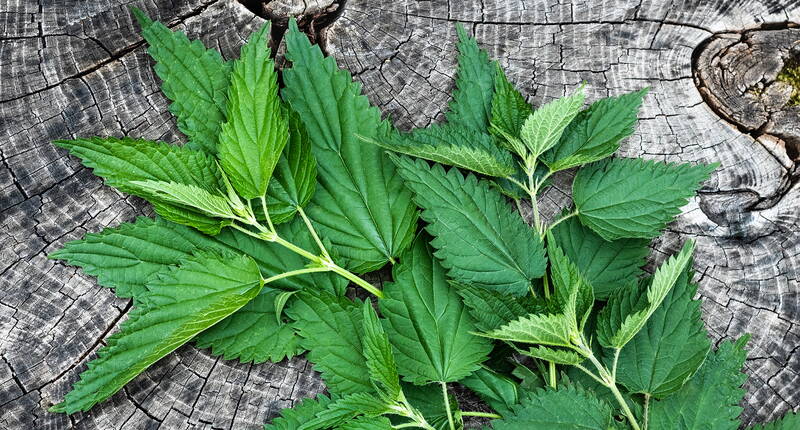 Frische Brennnesselblätter – vitaminreiches Wildkraut für Tee, Küche und natürliche Entgiftung