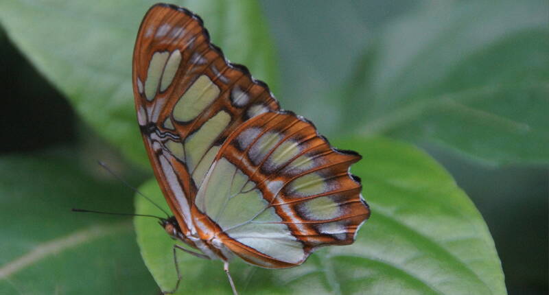 Jusqu'à 50 % de réduction sur les prix d'entrée au Papiliorama Kerzers. Télécharge ton bon de réduction et plonge dans le monde fascinant des animaux et des plantes du Papiliorama Kerzers. Découvre la végétation tropicale luxuriante d'Amérique centrale avec tous ses oiseaux aux couleurs chatoyantes et ses fascinants mammifères de la forêt tropicale.