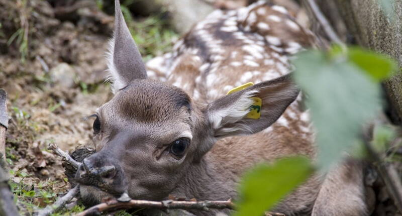 Im Hirschpark Luzern kannst du face to face die verschiedenen Hirschgenerationen vergleichen und beobachten. Vom Kälblein über das Schmaltier bis zur Hirschkuh und vom Spiesser bis zum Platzhirsch mit seinem eindrucksvollen Geweih.