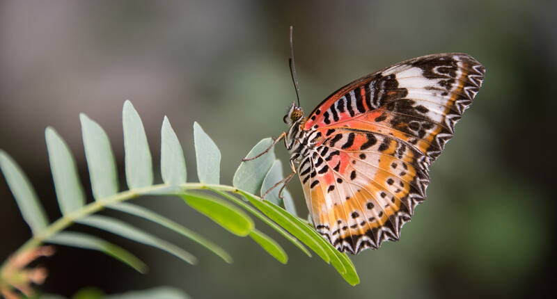 Jusqu'à 50 % de réduction sur les prix d'entrée au Papiliorama Kerzers. Télécharge ton bon de réduction et plonge dans le monde fascinant des animaux et des plantes du Papiliorama Kerzers. Découvre la végétation tropicale luxuriante d'Amérique centrale avec tous ses oiseaux aux couleurs chatoyantes et ses fascinants mammifères de la forêt tropicale.