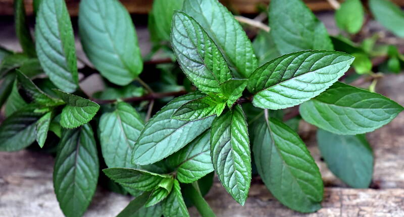 Foglie di menta piperita fresca – pianta medicinale versatile per tè, cucina e applicazioni naturali contro i disturbi gastrici