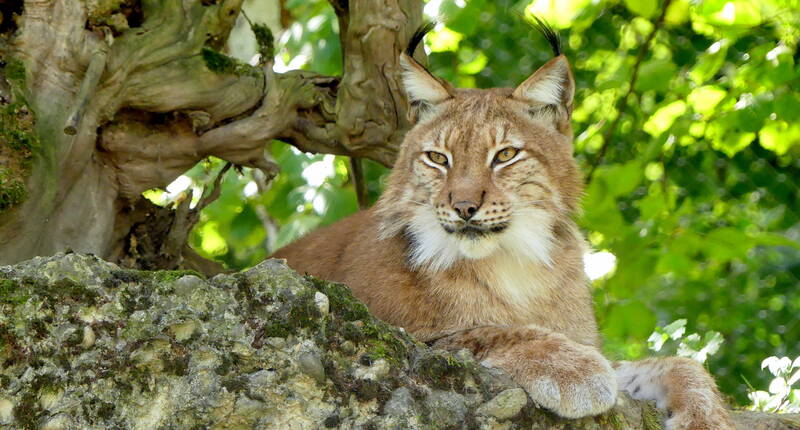 Gita in famiglia allo zoo Lange Erlen. Destinazioni per escursioni a Basilea - Oltre a cervi e cerbiatti, anche linci, gatti selvatici e cinghiali vivono in recinti progettati per essere vicini alla natura.