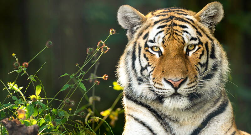 Neben einer Pflanze mit gelben Blüten sieht man einen Amurtiger der im Walter Zoo lebt.