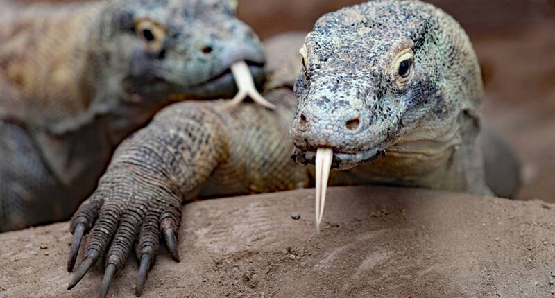 Télécharge ton bon de réduction et découvre des espèces animales et végétales rares et inhabituelles. En Suisse romande, le Tropiquarium de Servion est consacré aux manchots à lunettes, aux tortues géantes des Galápagos, aux iguanes rhinocéros, aux crocodiles du Siam et bien sûr aux dragons de Komodo.