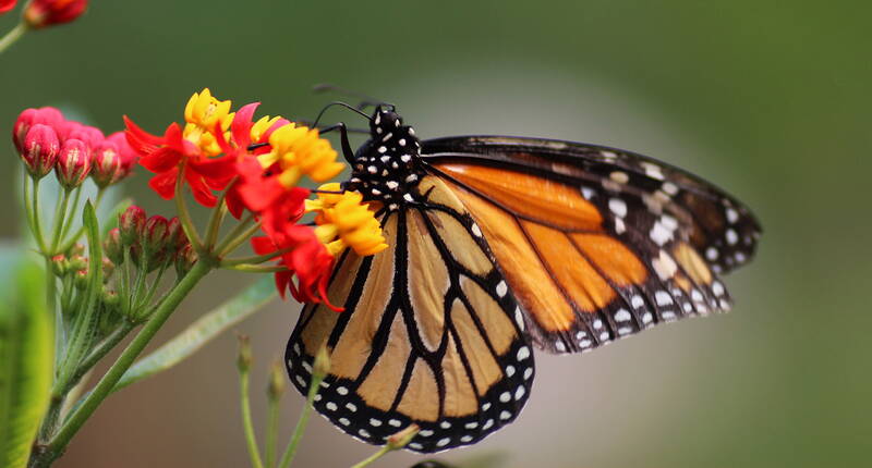 Jusqu'à 50 % de réduction sur les prix d'entrée au Papiliorama Kerzers. Télécharge ton bon de réduction et plonge dans le monde fascinant des animaux et des plantes du Papiliorama Kerzers. Découvre la végétation tropicale luxuriante d'Amérique centrale avec tous ses oiseaux aux couleurs chatoyantes et ses fascinants mammifères de la forêt tropicale.