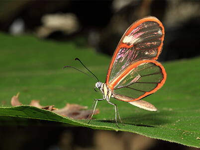 Bunte Schmetterlinge Papiliorama Kerzers – Naturerlebnis für Kinder
