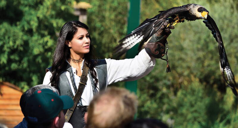 Familienausflug Falconeria. Erlebe Falken, Adler, Eulen, Geier, Marabus, Waldrappen und Störche im freien Flug. Egal, ob du beobachten oder fotografieren möchtest, in der natürlich gestalteten Falconeria bietet sich die beste Gelegenheit dazu.