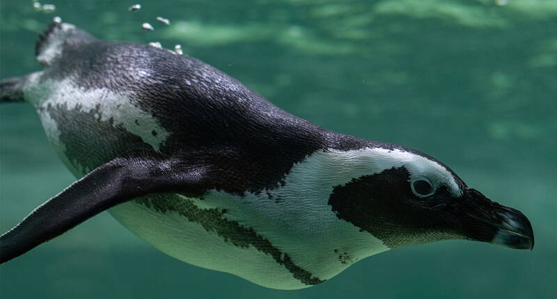 Télécharge ton bon de réduction et découvre des espèces animales et végétales rares et inhabituelles. En Suisse romande, le Tropiquarium de Servion est consacré aux manchots à lunettes, aux tortues géantes des Galápagos, aux iguanes rhinocéros, aux crocodiles du Siam et bien sûr aux dragons de Komodo.