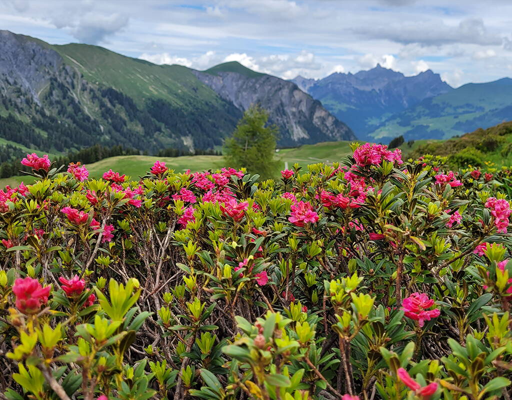 Heimische Orchideenarten und ein riesiges Blütenmeer von Alpenrosen. Dies sind nur zwei von unzähligen Arten, die du nach der Schneeschmelze auf dem Alpblumenweg bestaunen und dich von ihrem betörenden Duft verzaubern lassen kannst. Mit der Bahn aufs Leiterli und los geht's! 