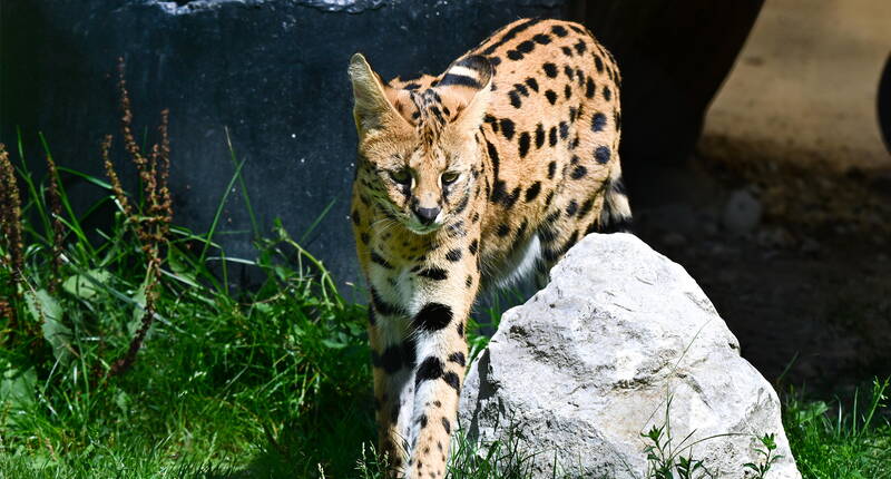 Ein Serval bewegt sich aufmerksam durch sein Aussen­gehege in der Erlebniswelt Seeteufel.