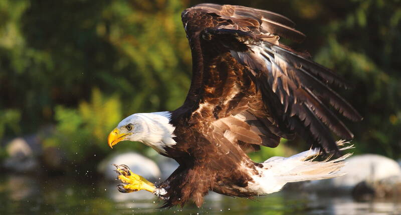 Ein Weisskopfseeadler fliegt über das Gelände der Falconeria Locarno und zeigt seine beeindruckende Flügelspannweite.