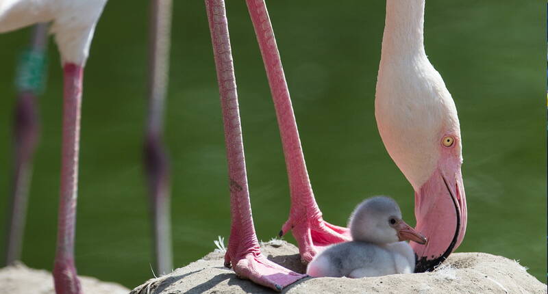 50% di sconto sull'ingresso allo zoo di Berna-Dählhölzli. Scarica subito il buono sconto Dählhölzi e approfitta di uno sconto del 50% sull'ingresso per famiglie. Fate una passeggiata sulla piattaforma attraverso la WisentWald, guardate i coccodrilli, osservate gli orsi che scavano o visitate il parco giochi con area barbecue.
