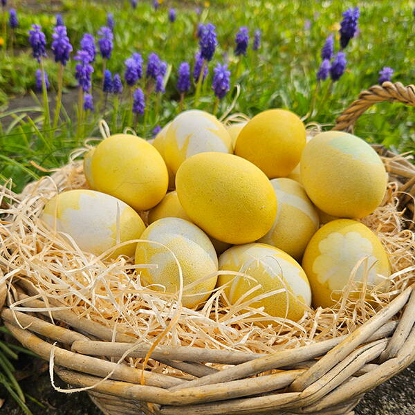 Natürlich gefärbte Ostereier liegen zwischen Traubenhyazinthen und Grün – liebevoll arrangiert als Frühlingsmotiv.
