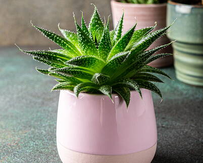 Aloe Vera ist seit langem für ihre beruhigenden und heilenden Eigenschaften, insbesondere für die Haut, bekannt. Eine Gesichtsmaske mit Aloe Vera ist besonders für trockene und empfindliche Haut geeignet und kann helfen, die Haut zu beruhigen, zu pflegen und mit Feuchtigkeit zu versorgen.