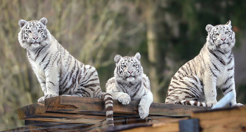 Escursione per famiglie al Sikypark. Grandi felini, animali domestici e selvatici, i nuovi recinti dei predatori, l'isola delle scimmie e la più grande voliera di pappagalli liberamente accessibile della Svizzera.