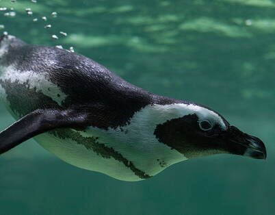 Tropiquarium Servion Pinguin – exotische Tiere für Kinder

