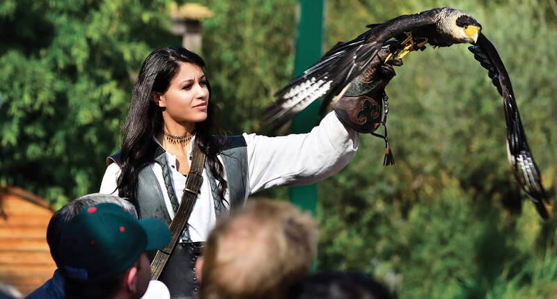 Ein Falke startet von einem Falknerhandschuh während einer Flugshow in der Falconeria Locarno.