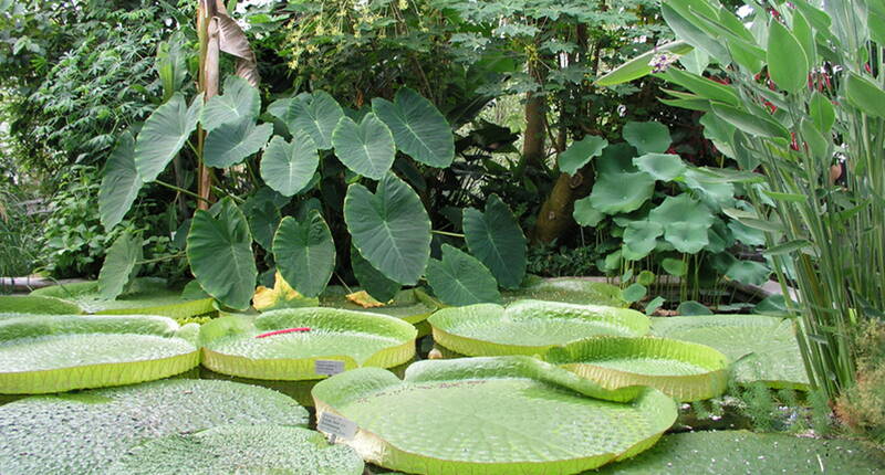 Familienausflug Botanischer Garten St. Gallen. Im Botanischen Garten leben rund 8000 verschiedene Pflanzenarten aus aller Welt in rund 20 verschiedenen Abteilungen. Die Freilandanlagen sind nach der geografischen Herkunft, ihrer Nutzung und nach schulischen Gesichtspunkten angelegt.