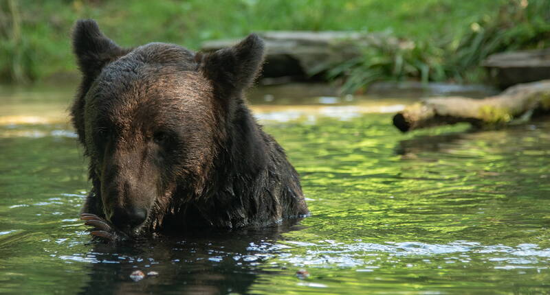 Im Tierpark Bern gibt es 50% Rabatt auf den Eintritt. Jetzt Gutschein für 50% Rabatt auf den Familieneintritt im Dählhölzi herunterladen. Spaziere auf der Plattform durch den WisentWald, beobachte die Krokodile, die Bären beim Buddeln oder besuche den Spielplatz mit Feuerstelle.