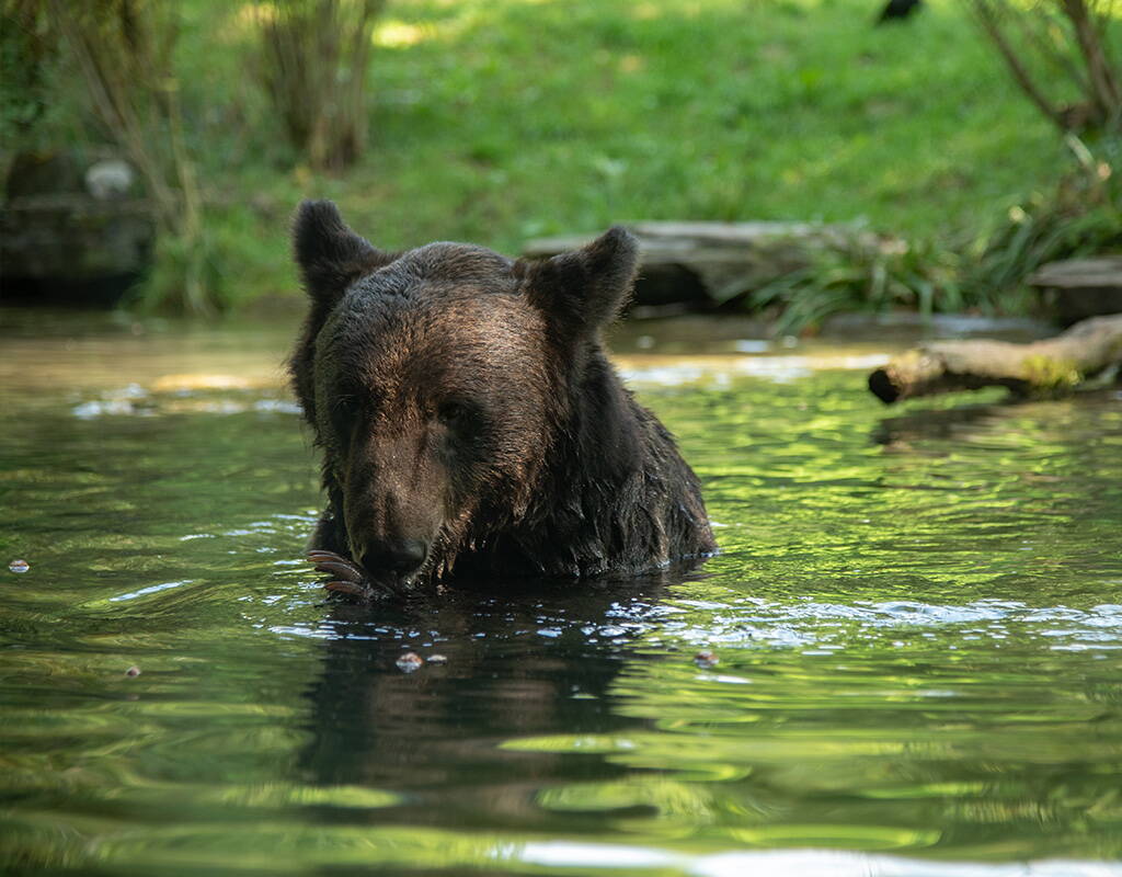 Das Dählhölzli, wie der Tierpark von den Stadtbernerinnen und Stadtbernern liebevoll genannt wird, ist ein Mekka für Besucherinnen und Besucher jeden Alters aus nah und fern. Ein Highlight für Gross und Klein ist der Besuch der grosszügigen Bärenanlage. Vorbeischauen lohnt sich!