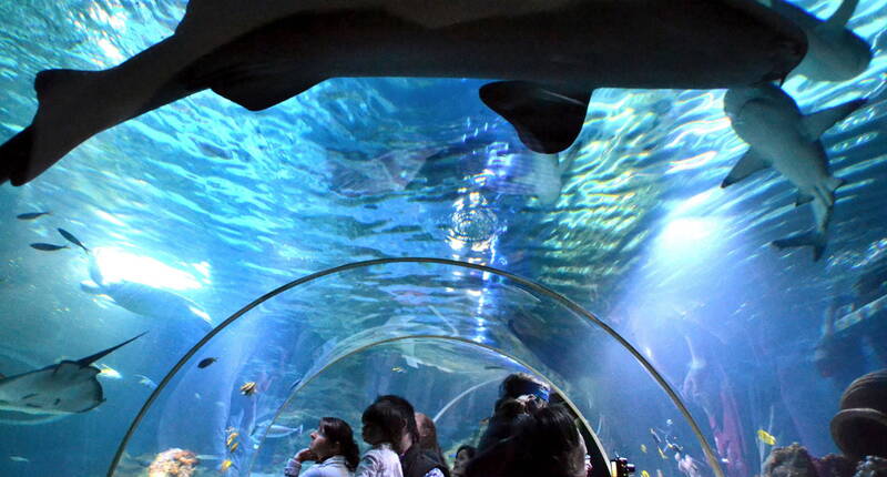 Familienausflug SEA LIFE Konstanz. Durchquere den Lebensraum des Roten Meeres in einem acht Meter langen Unterwassertunnel und erlebe atemberaubend nahe Begegnungen mit den prächtigen Meeresbewohnern.