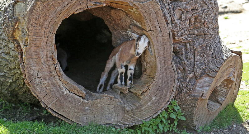 Buts d'excursion Berne – Excursion en famille parc animalier et de découverte Seeteufel. Plus de 45 espèces animales des 5 continents peuvent être observées et admirées.