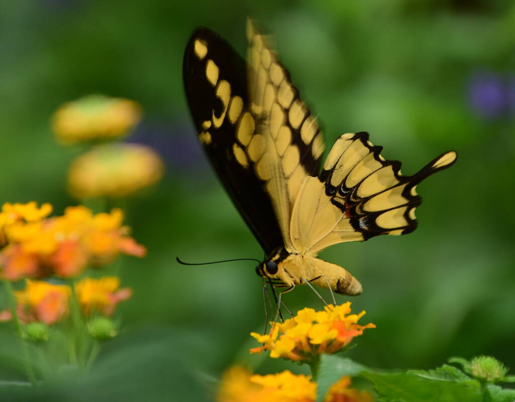 Tropischer Schmetterling im Papiliorama Kerzers – Farbenpracht in der Tropenwelt der Schweiz Ein leuchtend gelb‑schwarzer Schmetterling sitzt auf orangefarbenen Blüten und zeigt eindrucksvoll die Artenvielfalt im Papiliorama Kerzers, einem der bekanntesten Schmetterlingshäuser der Schweiz. Die Detailaufnahme fängt die tropische Atmosphäre dieser einzigartigen Tropenwelt ein und macht Lust auf einen Familienausflug voller Naturerlebnisse, farbenfroher Schmetterlinge und exotischer Pflanzen.