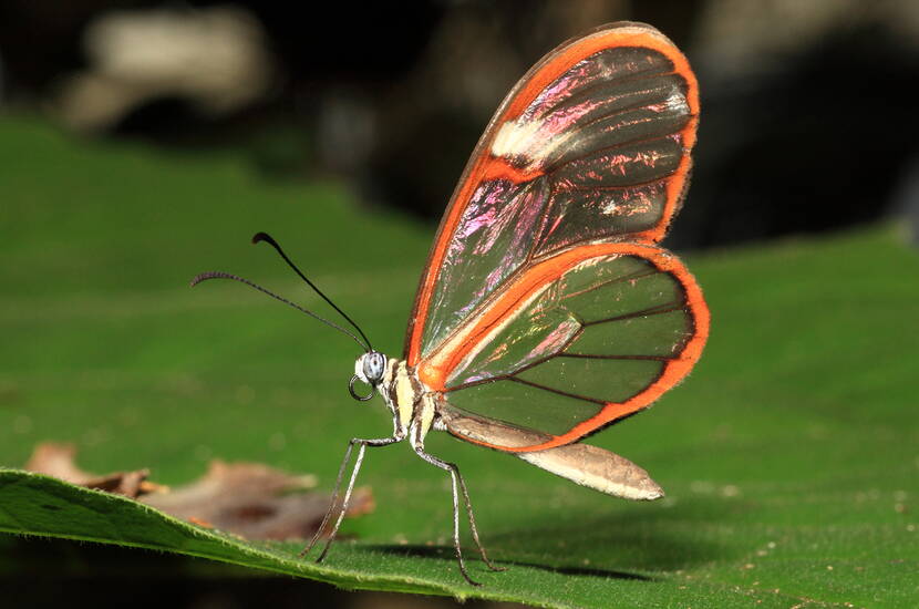 Farfalle colorate nel Papiliorama Kerzers - gita familiare con sconto MiBon