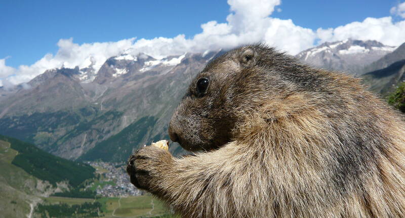 Familienausflug Saas-Fee – Spielboden. Spielboden. Erlebe die Murmeltiere hautnah in den Bergen. Die handzahmen Murmeltiere bei Spielboden sind wahrlich bekannt und erfreuen jedes Herz von Gross bis Klein.