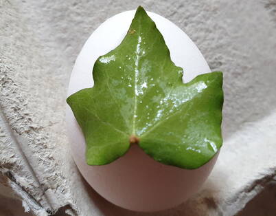 Une feuille est placée et légèrement pressée sur un œuf blanc – base d’un motif végétal délicat après la coloration.