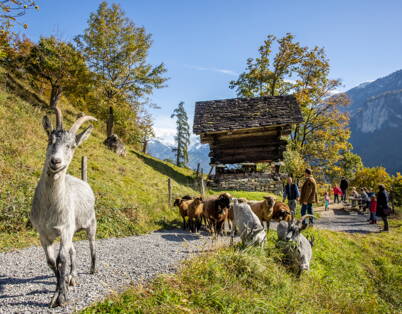 Diverse capre e pecore si muovono lungo un sentiero escursionistico, con un paesaggio alpino e montagne sullo sfondo.