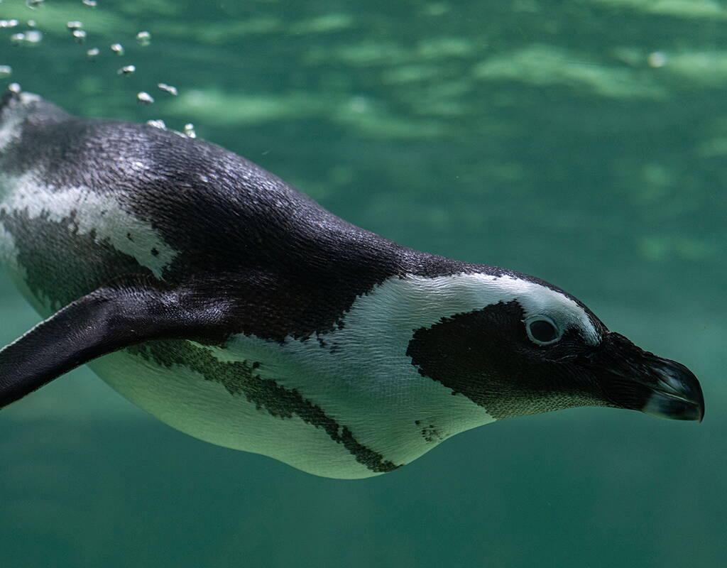 Pinguini dagli occhiali, tartarughe giganti delle Galàpagos, iguane rinoceronte, draghi di Komodo, coccodrilli siamesi e molto altro. Il Tropiquarium offre uno scorcio dell'affascinante mondo sottomarino e della giungla e vi affascinerà con la sua lussureggiante vegetazione esotica. Un'escursione di prima classe da non perdere. Scaricate subito il vostro buono sconto e partite.