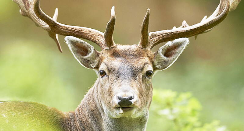 Buts d'excursion sur le Plateau suisse – Excursion en famille au parc à gibie de Roggenhausen. Sur 15 hectares, des animaux sauvages, des espèces domestiques rares, un sentier didactique sur la nature, un verger et un restaurant avec une grande aire de jeux. Le parc est situé à l'ouest de la ville d'Aarau. Le parc à gibier est ouvert toute l'année – entrée gratuite.  