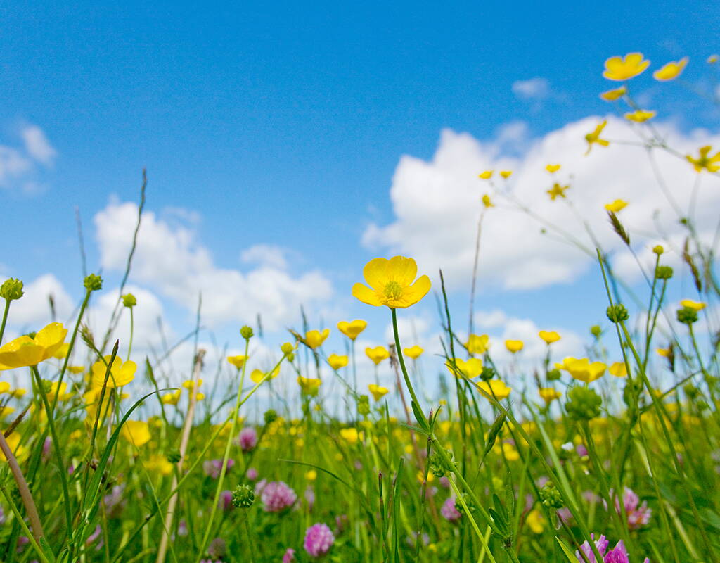 Prato di fiori selvatici con fiori gialli in primavera Prato colorato con fiori selvatici, ranuncoli e trifoglio sotto un cielo azzurro – scopri la varietà delle erbe selvatiche locali durante le escursioni nella natura con gli sconti MiBon.