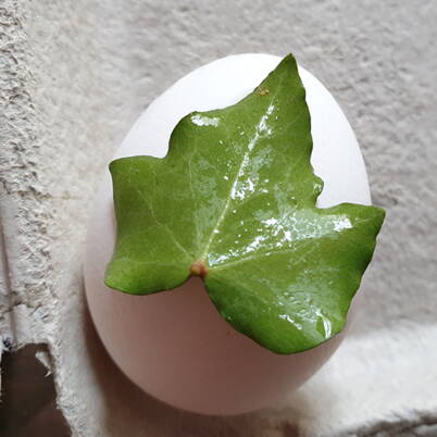 Ein einzelnes Blatt wird auf ein weisses Ei gelegt und leicht angedrückt – als Grundlage für ein feines Pflanzenmotiv nach dem Färben.